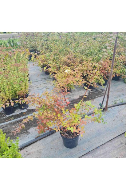 Кольквіція чарівна Пінк Клоуд - 5л/вис.30-50см/Ø50-70см